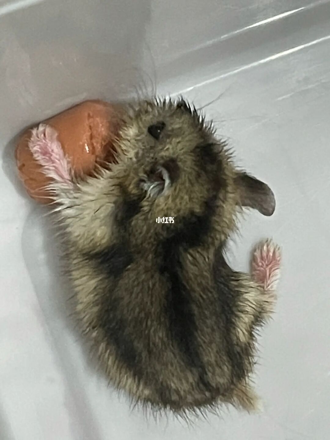 老鼠和仓鼠是一类的吗_仓鼠和普通老鼠有什么区别_老鼠和仓鼠的区别怎样辨别仓鼠