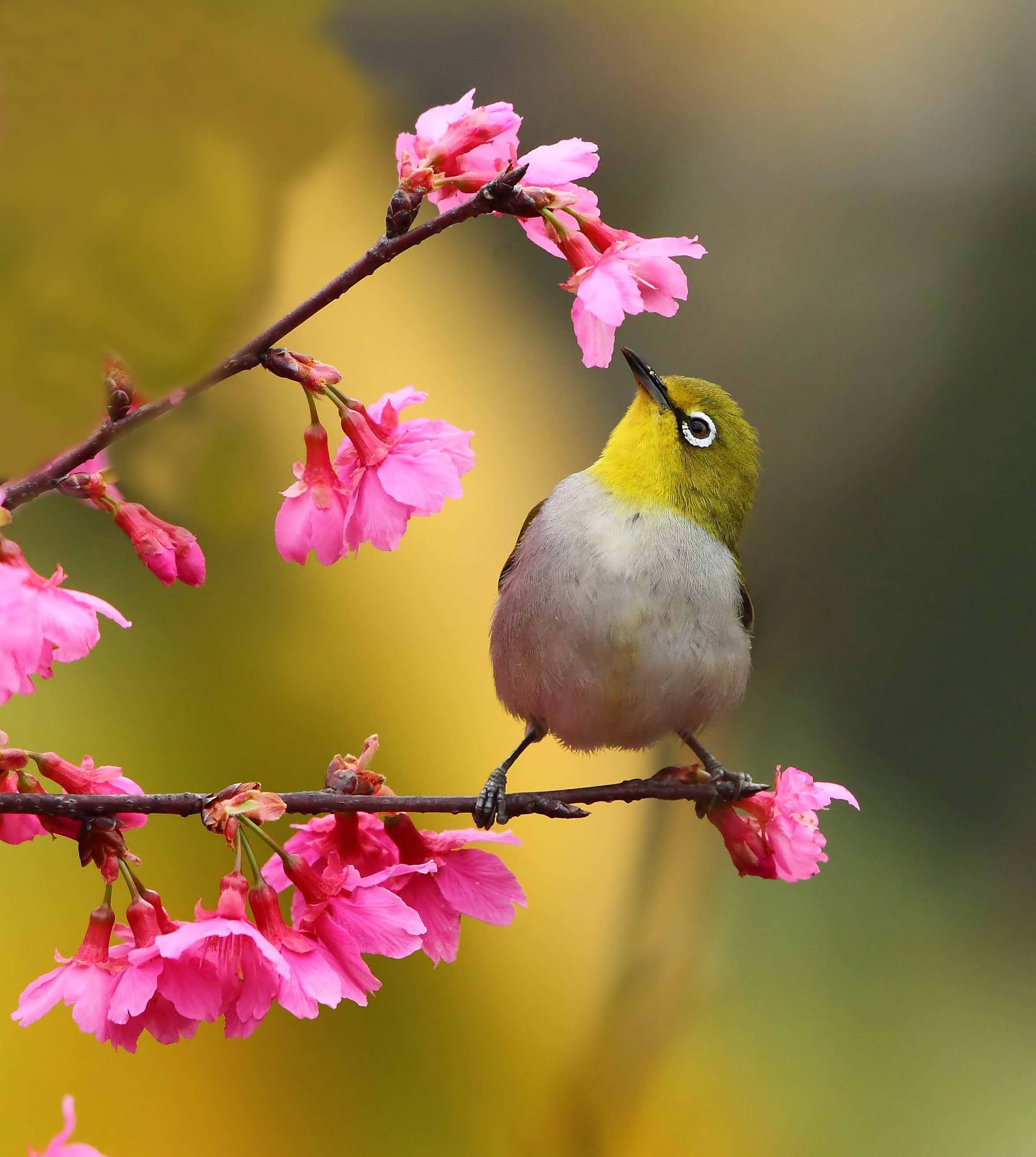 百花缭乱鸟时代2游戏_百花缭乱手游官网_rpg百花缭乱