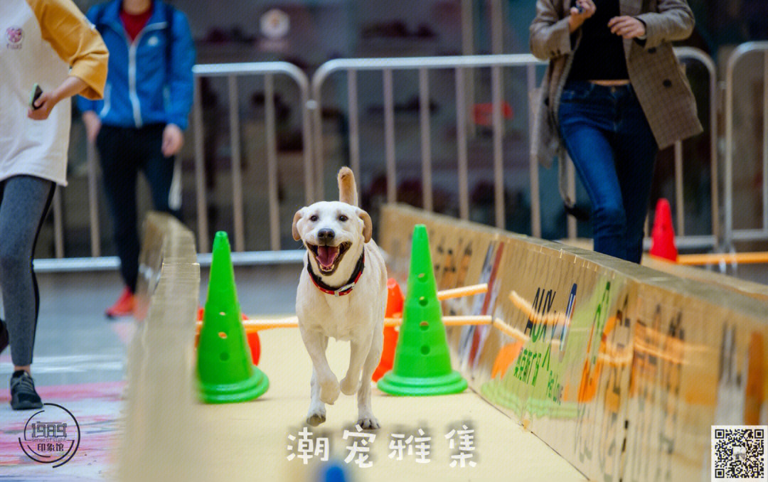小狗赛跑扩句_小狗赛跑_小狗赛跑作文300字
