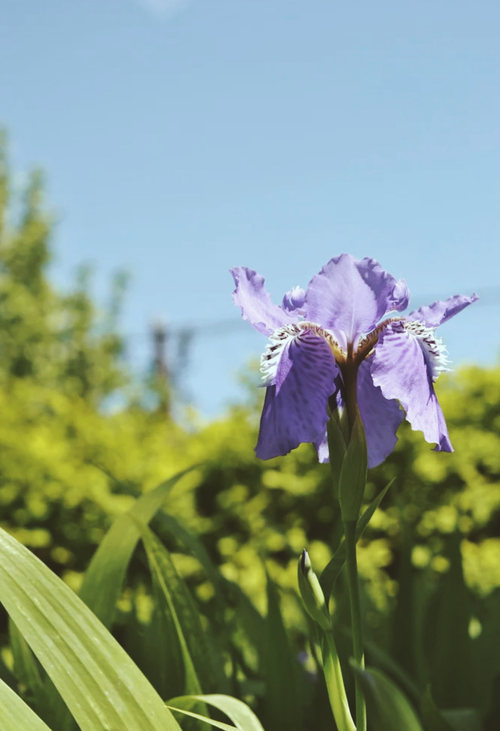 鸢尾花cp_鸢尾花游戏_《鸢尾花》