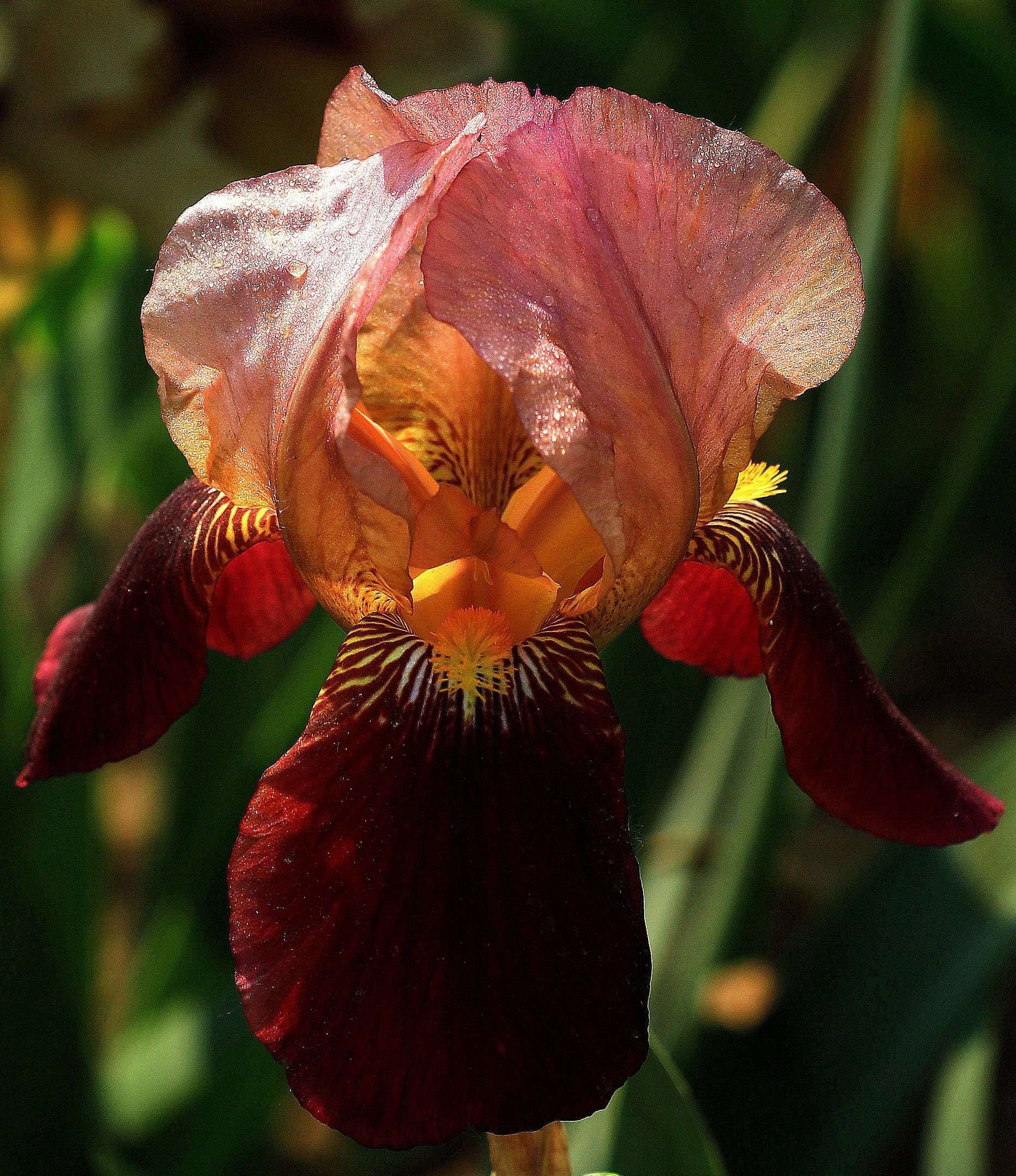 鸢尾花cp_鸢尾花游戏_《鸢尾花》