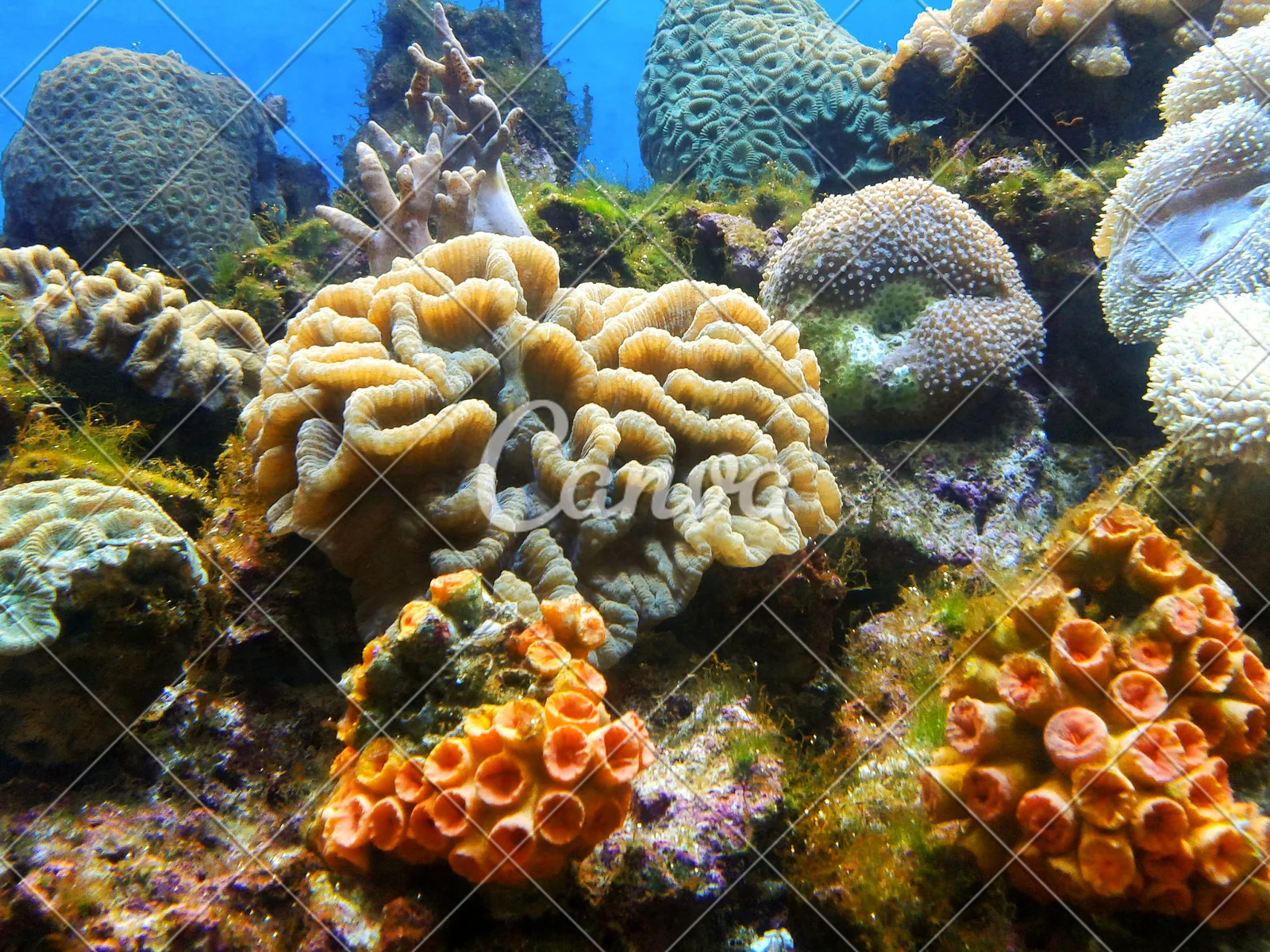 珊瑚砂_珊瑚砂是什么东西_珊瑚砂和珊瑚骨有什么区别