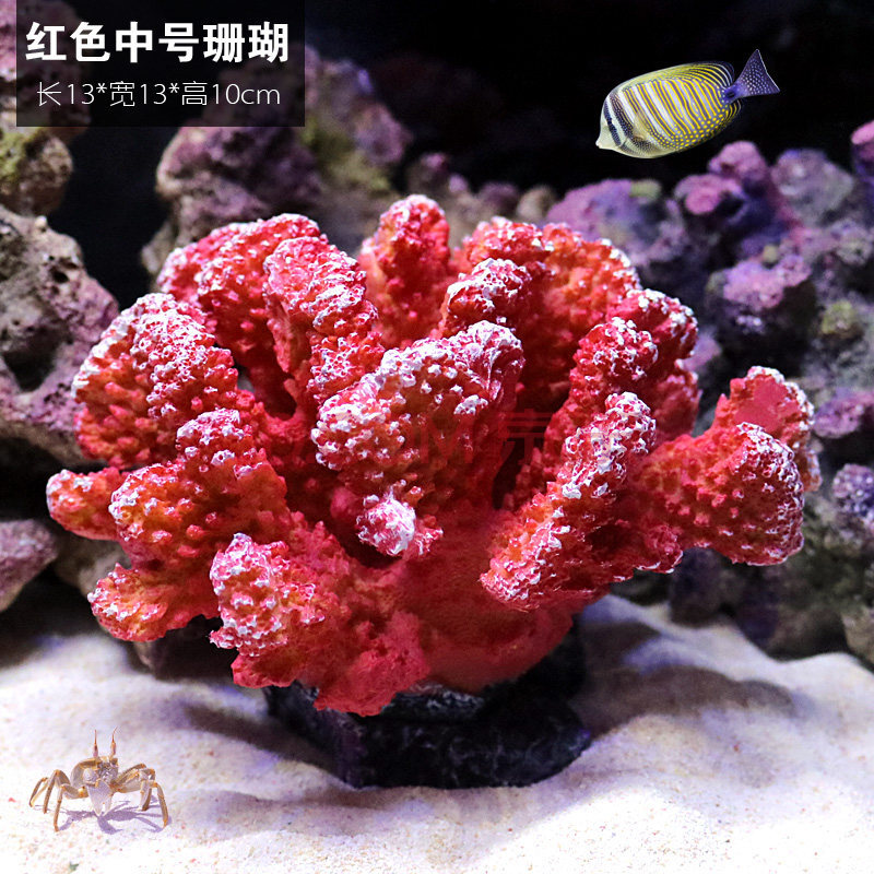 珊瑚砂是什么东西_珊瑚砂_珊瑚砂和珊瑚骨有什么区别