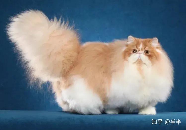 养什么猫好_怎样把猫养好_猫养好了能活多久