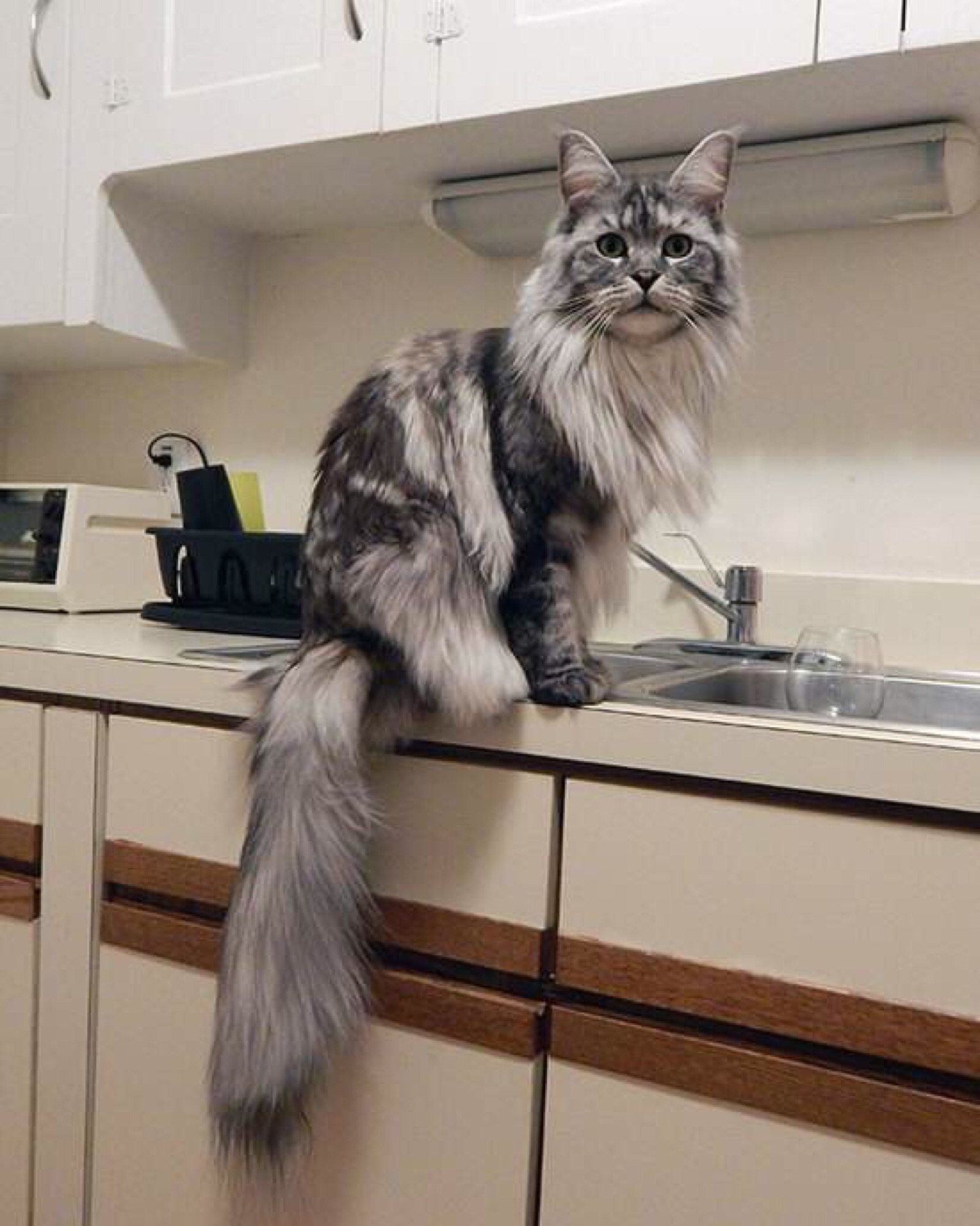 养什么猫好_怎样把猫养好_猫养好了能活多久