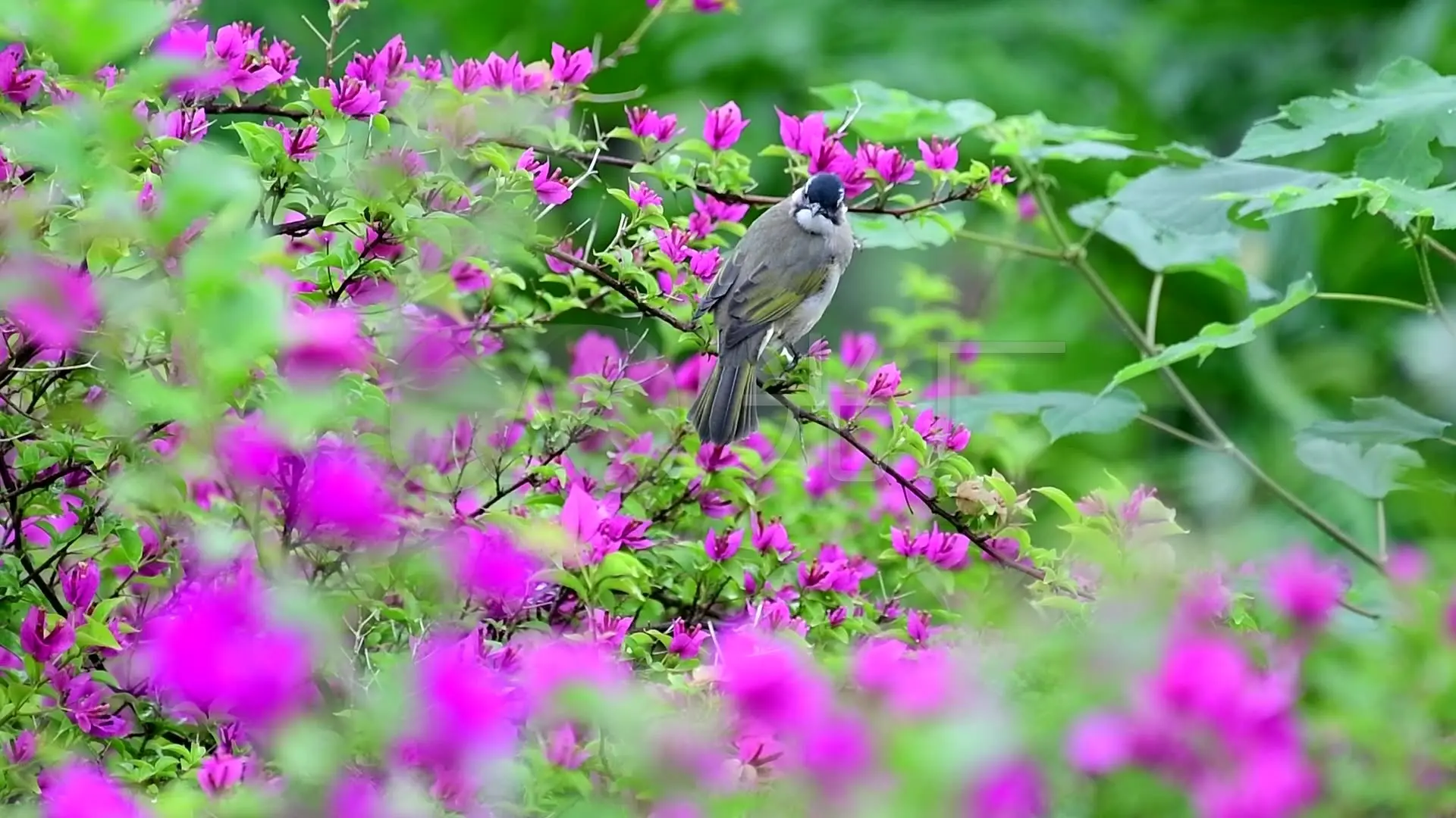 某花圃用花盆培育某种花苗_杭州花圃_花圃