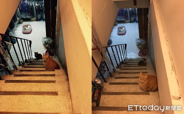 地下宠物怎么获得_完美宠物秘密地下室_地下室养宠物