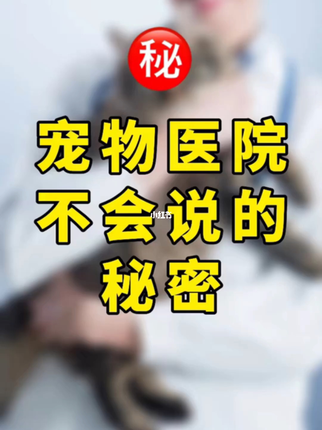 地下室养宠物_完美宠物秘密地下室_地下宠物怎么获得