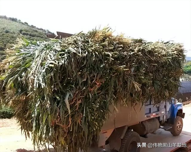 模拟山羊收获版下载_模拟山羊收获日下载安装_山羊模拟收获下载安装破解版
