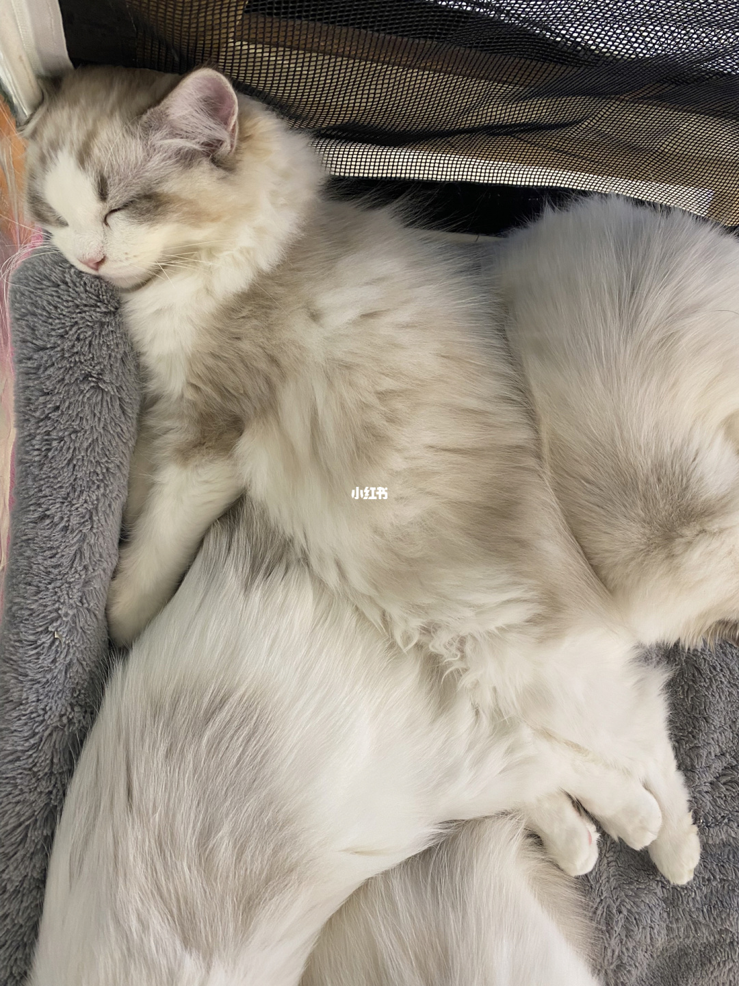cfa猫咪官网_猫咪app官网直接进入_美团网官网直接进入