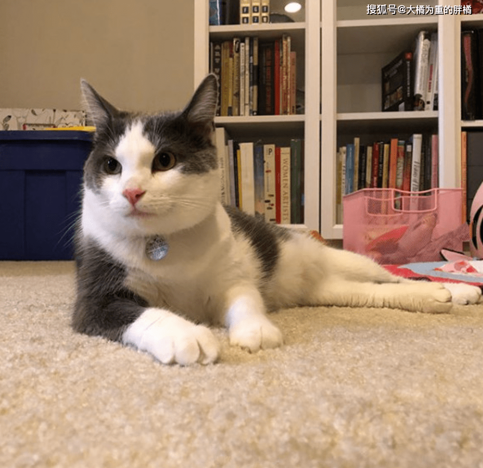 美团网官网直接进入_cfa猫咪官网_猫咪app官网直接进入