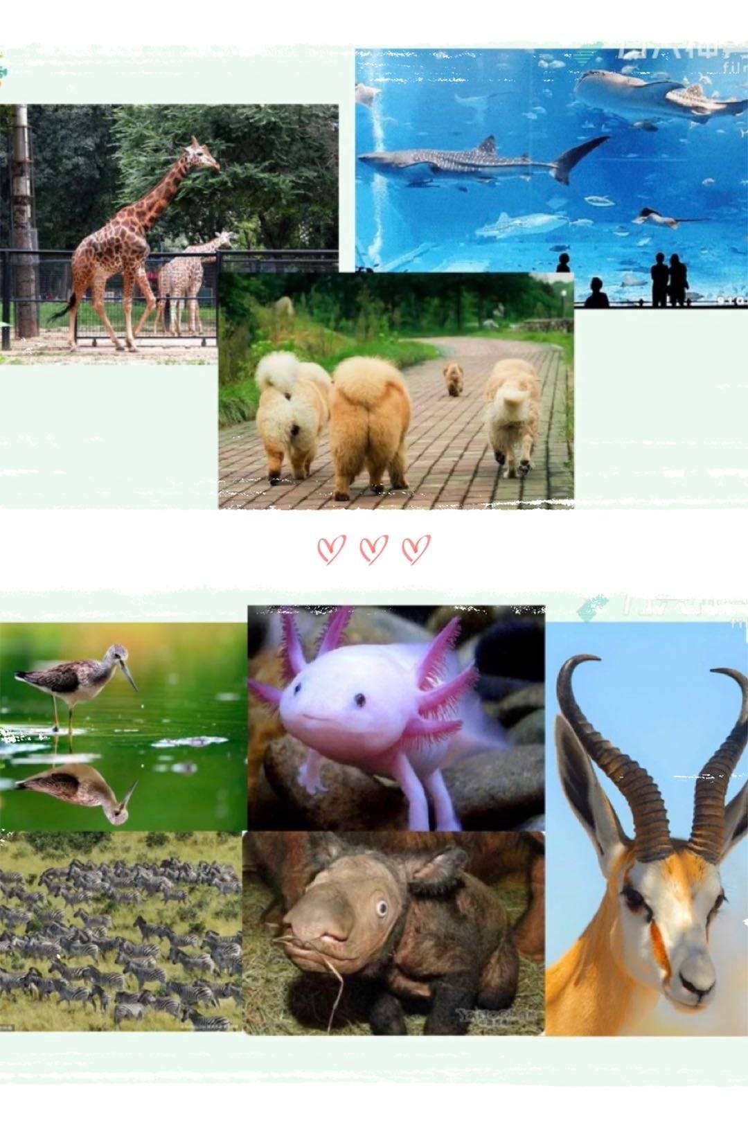 动物的答案_正确答案是什么动物_以下动物