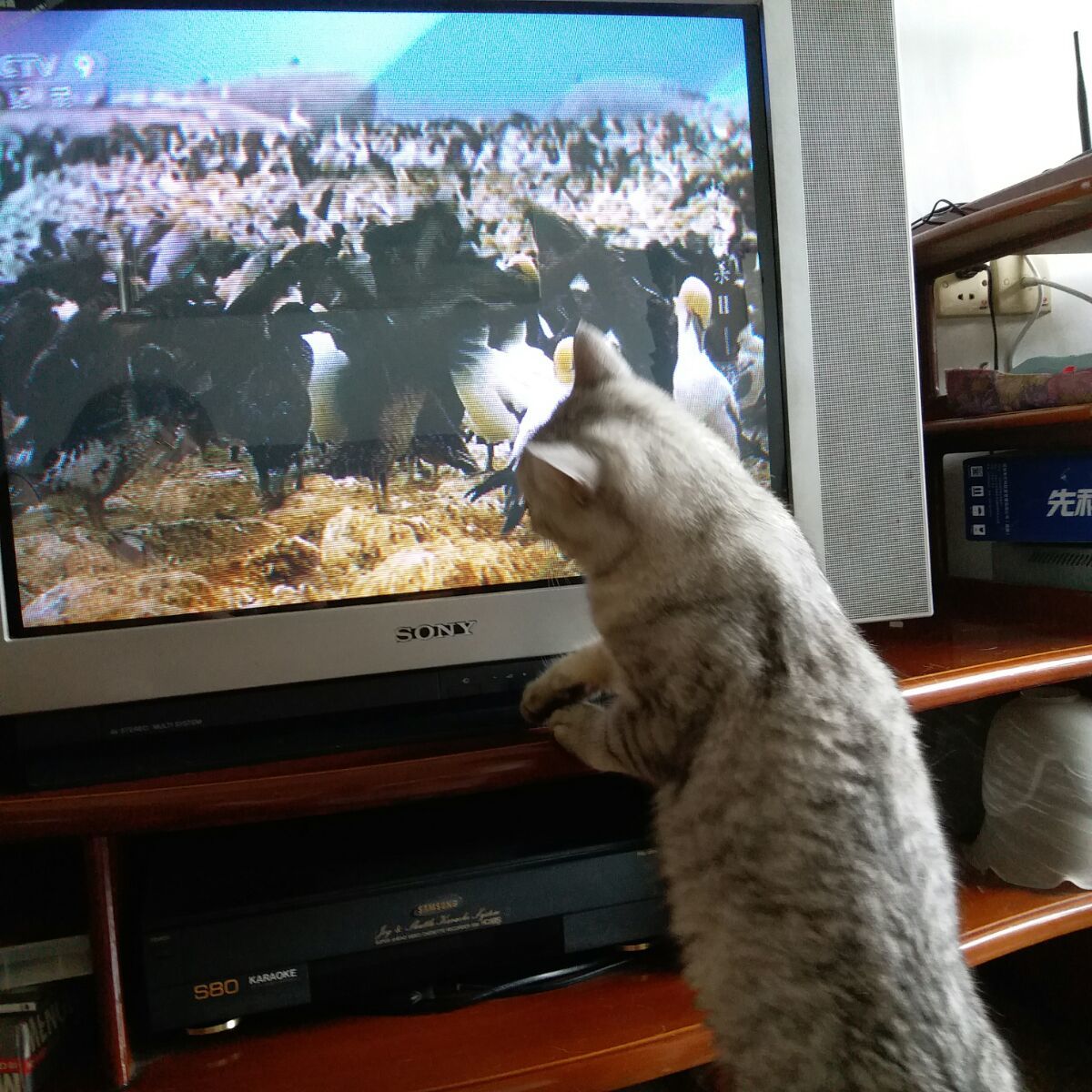 在线猫看病_看杨红樱笑猫日记在线阅读_快猫在线看
