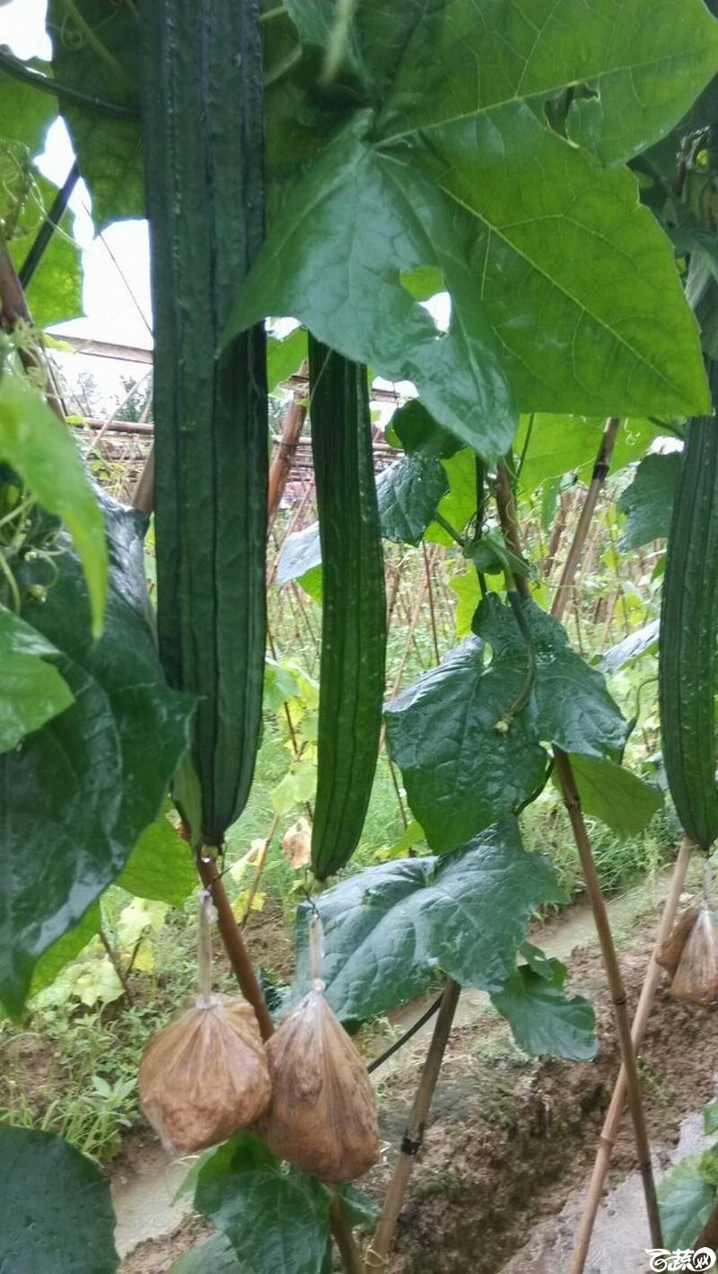视频观看在线丝瓜免费下载_视频观看在线丝瓜免费_丝瓜视频在线观看免费