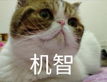 坏猫搜索又改名了啥_坏猫猫搜索工具_坏坏猫搜索