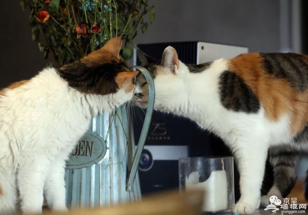 猫客_猫客小说是刺猬猫吗_猫客小说