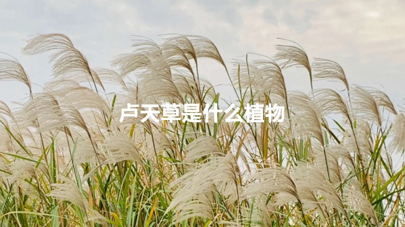 植草智之_植草智之_植草智之