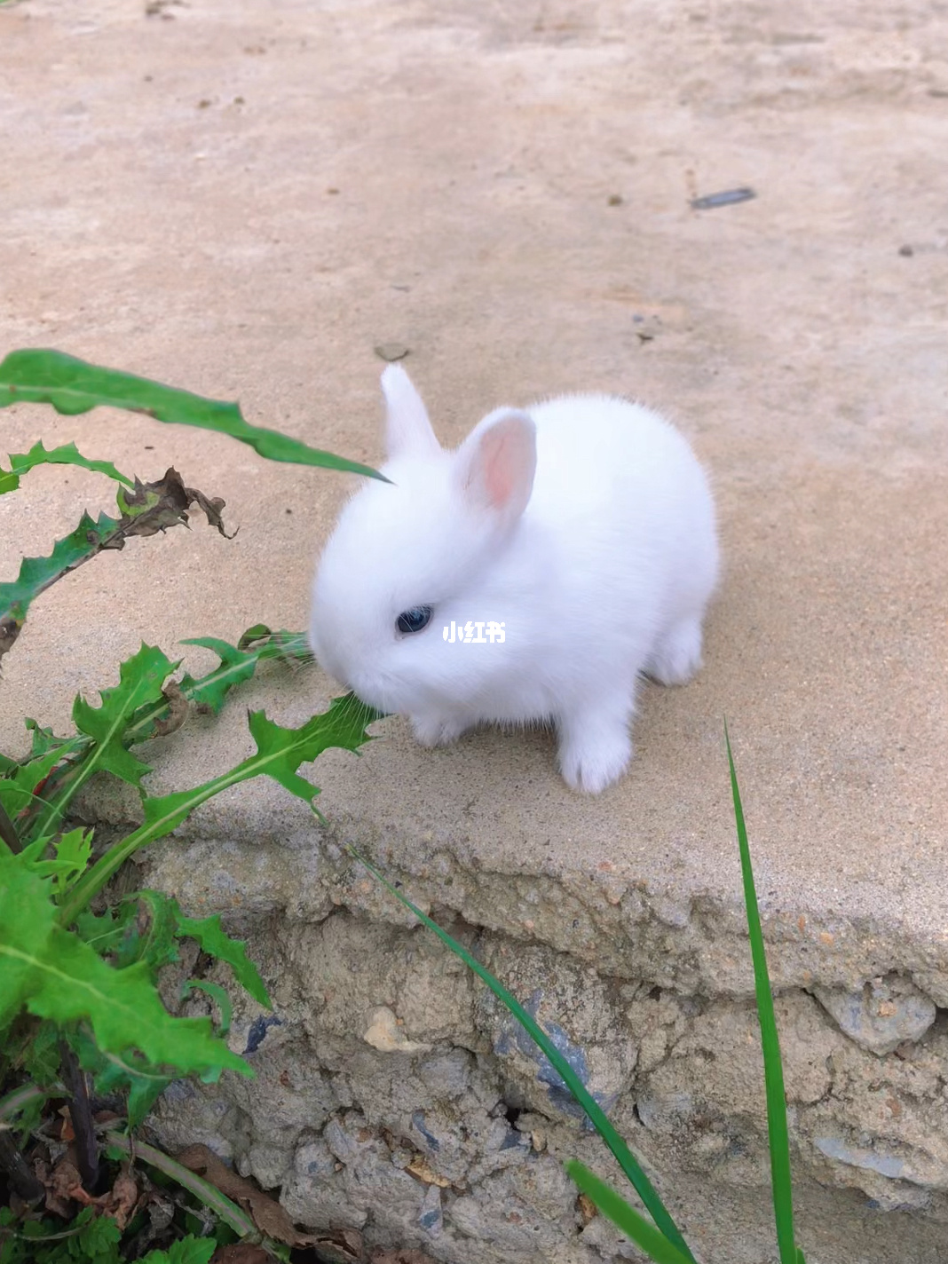 迷你世界最终结果_迷你世界的终极boss是谁_迷你世界最终boss是谁