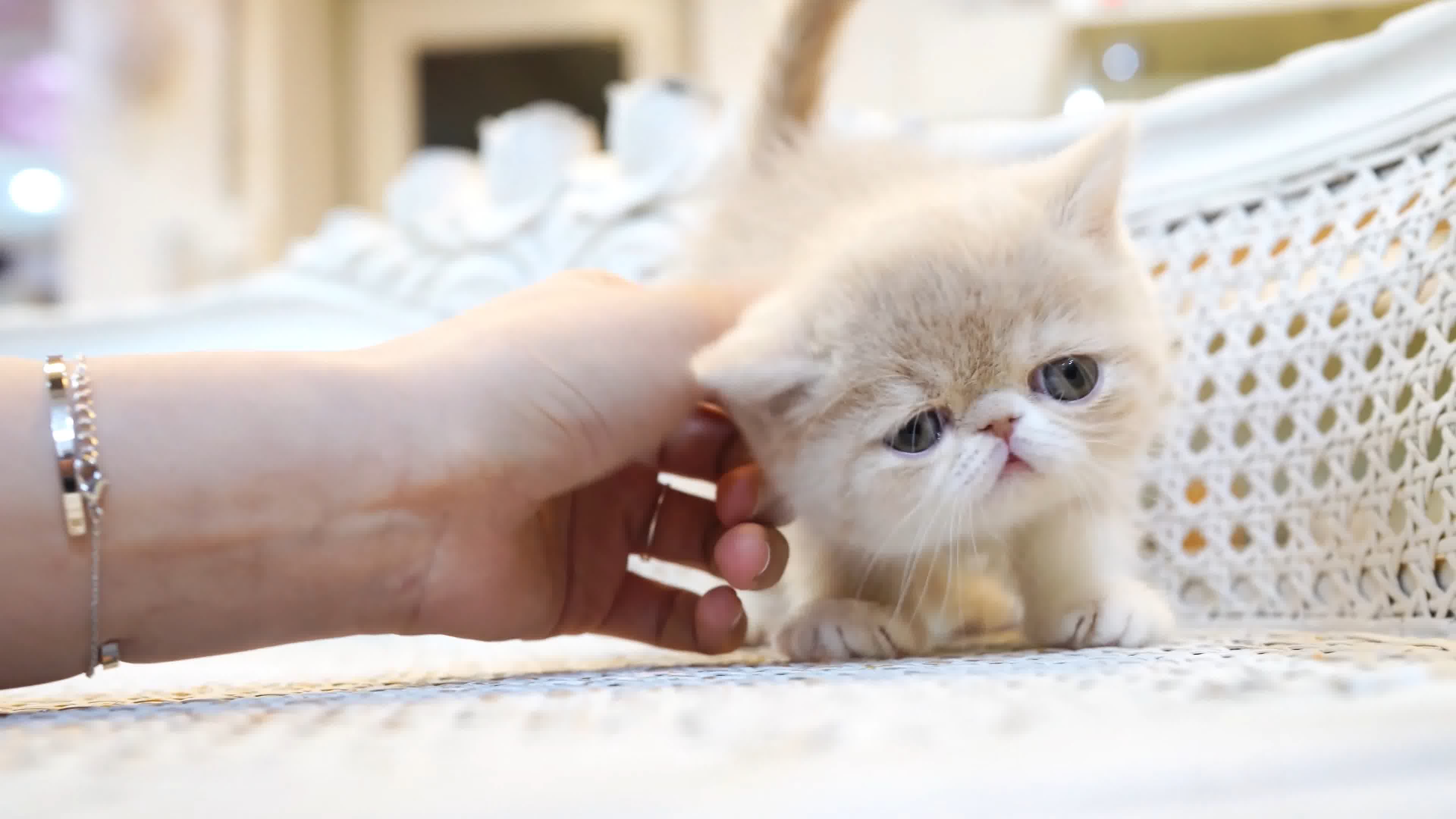 猫咪app地址错误_新版app猫咪软件破解版_猫咪直播app
