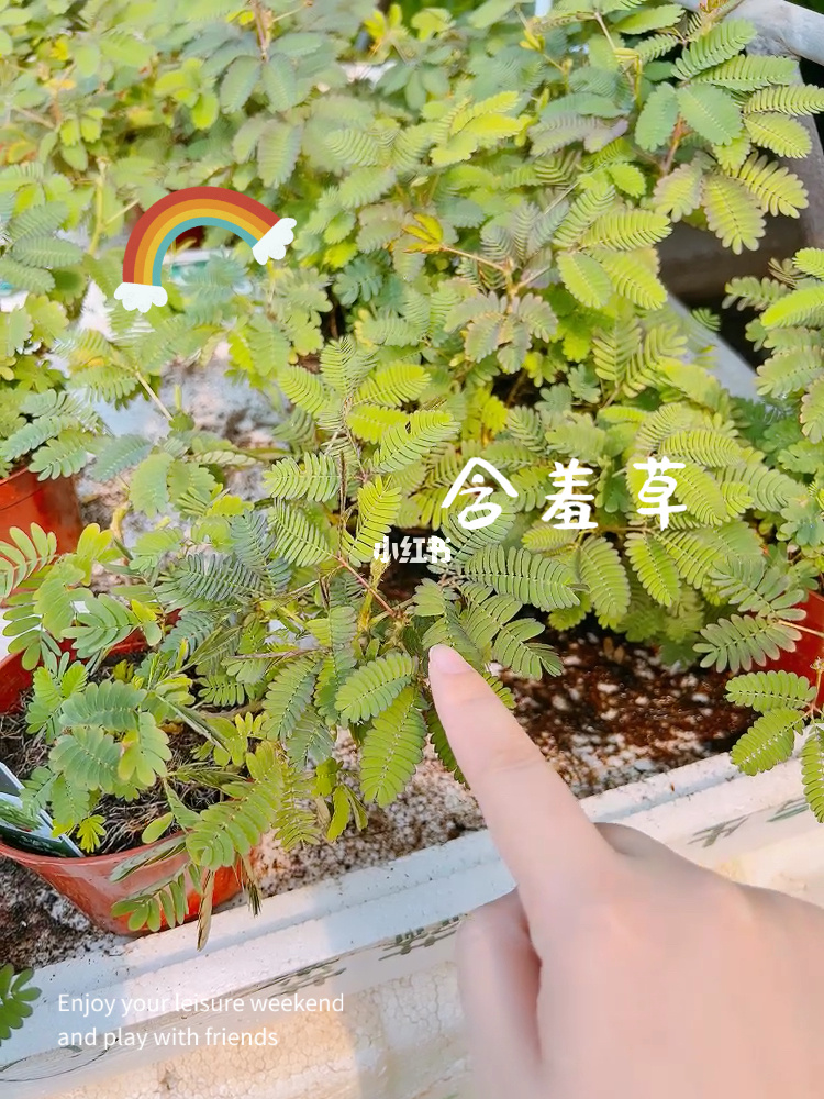 含羞草实验研所网站入口免费进入_含羞草实验研所网站入口免费进入_含羞草实验研所网站入口免费进入