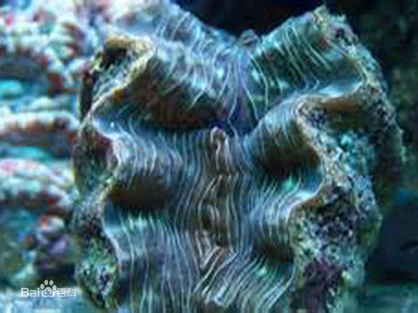刺甲贝_刺甲贝_刺甲贝
