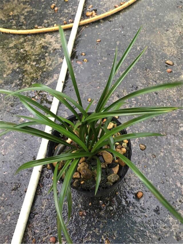 兰花交易网中国兰花交易网下载_兰花交易网中国兰花交易网交_兰花交易网中国兰花交易网