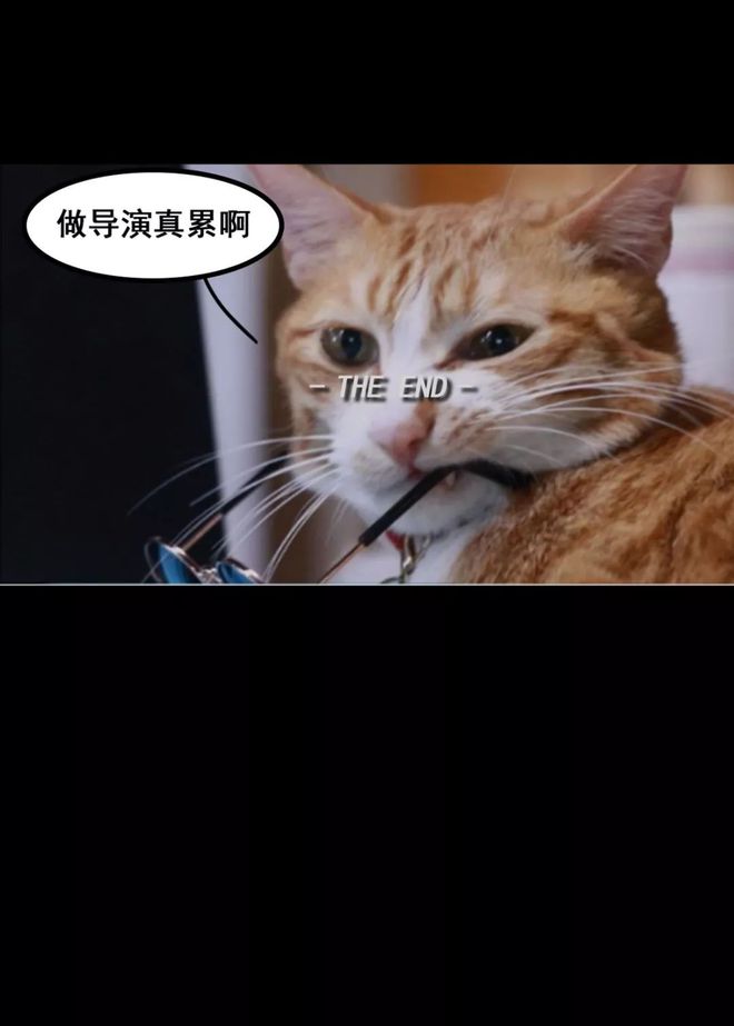 猫咪成人影院_影院成人猫咪视频_影院成人猫咪在线观看