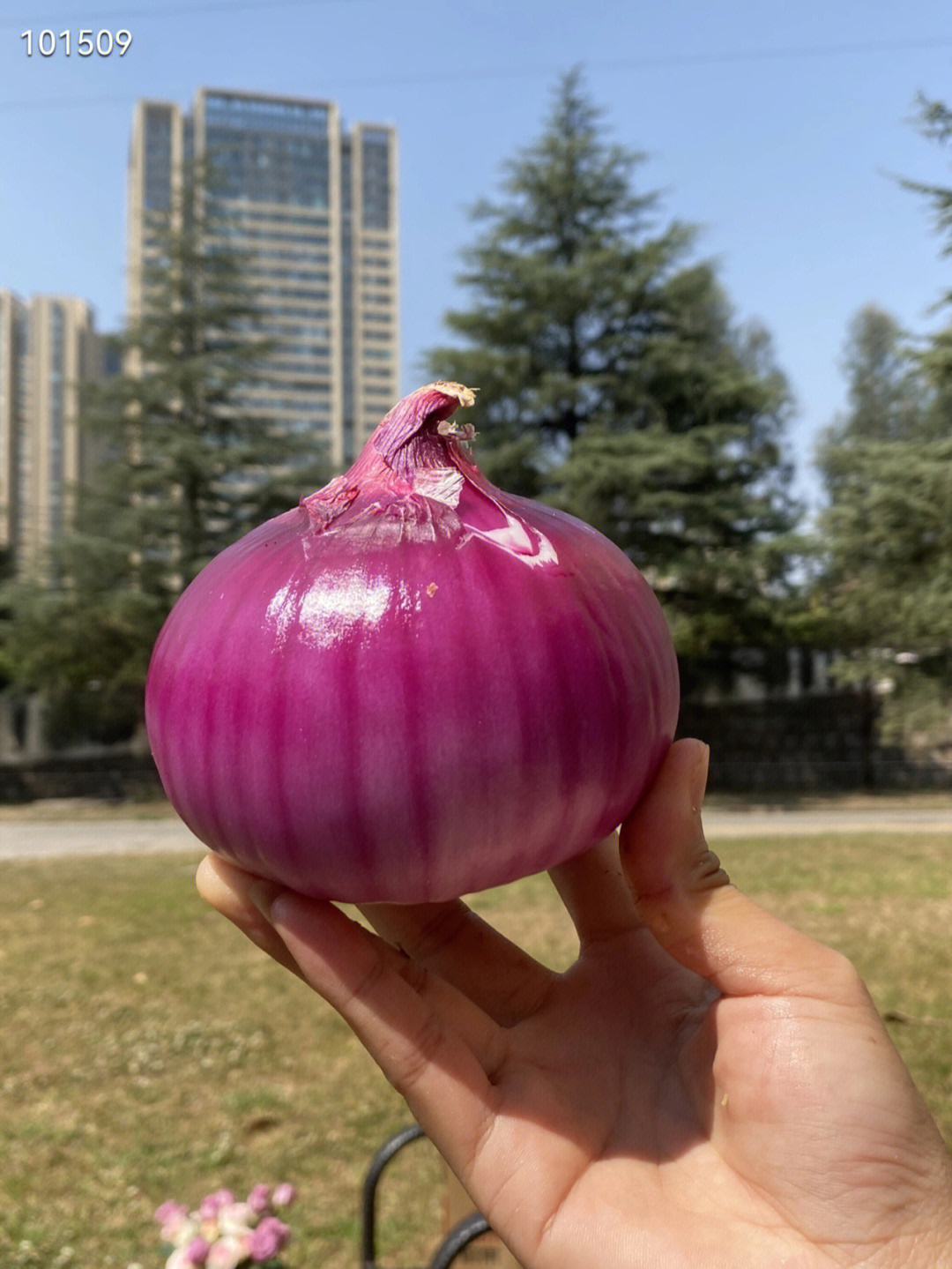 洋葱网络tor下载_洋葱tor加速器手机版下载_tor洋葱浏览器安卓版