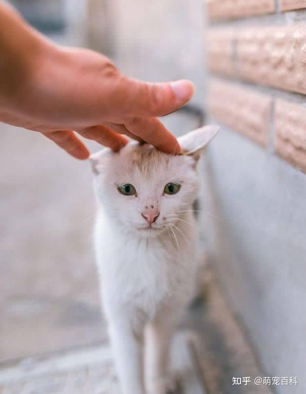 kitty猫会说话_kitty猫说话_会说话的凯蒂猫