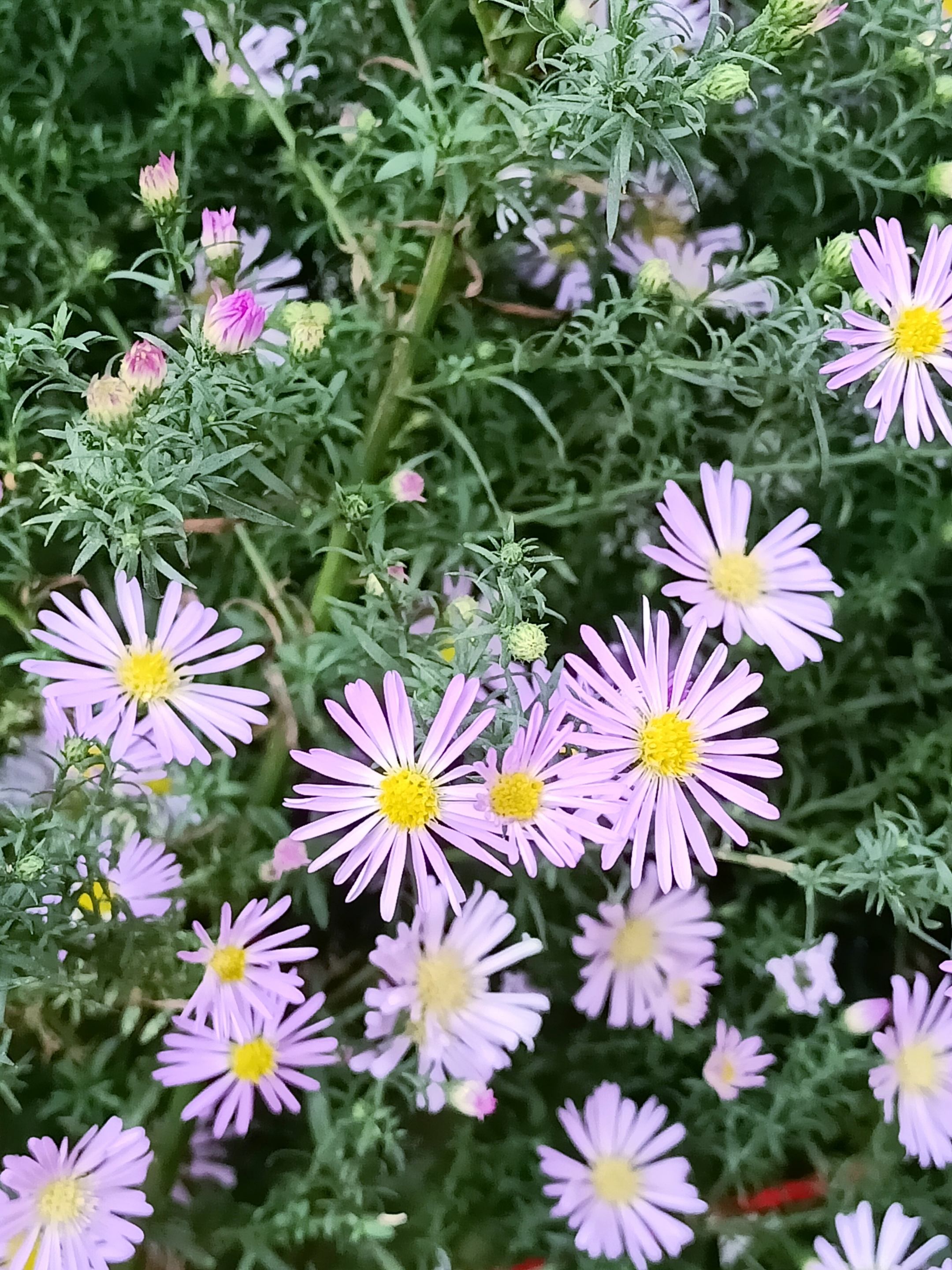 山菊花小说下载_菊花小说_菊花宝典小说