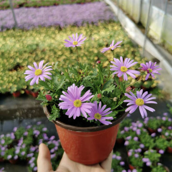 山菊花小说下载_菊花宝典小说_菊花小说