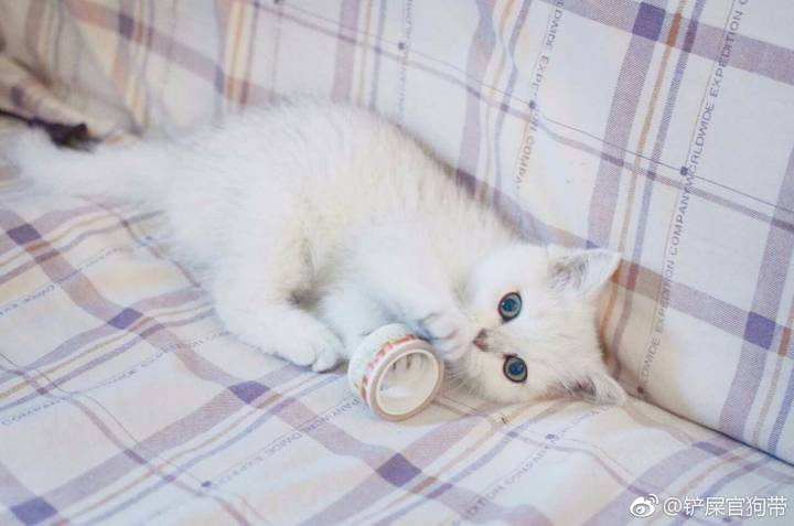 喵绅hcmoic入口i_喵绅hcmoic入口i_喵绅hcmoic入口i