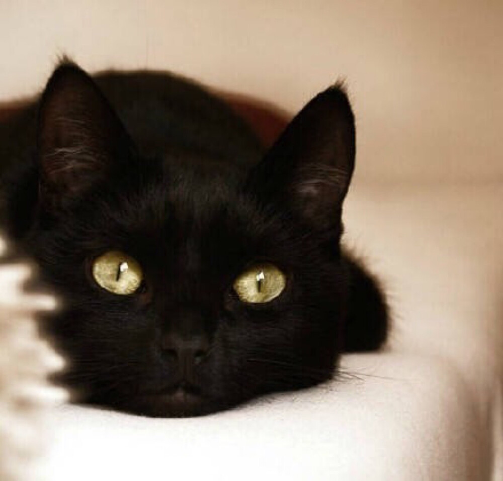 魔鬼猫_魔鬼猫是什么品牌的_魔鬼猫蓝牙耳机怎么样