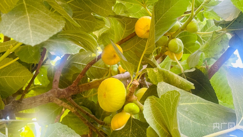灰色的果实_灰色果实是黄油吗_灰色果实哪一集高能