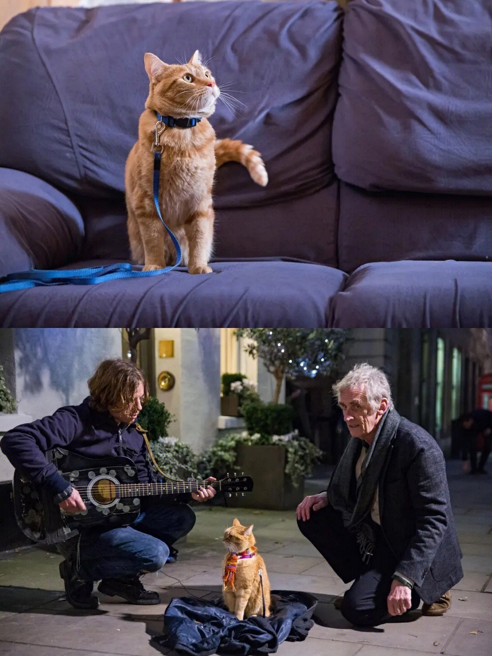 宝宝猫影视_猫影视_影视猫百度云盘