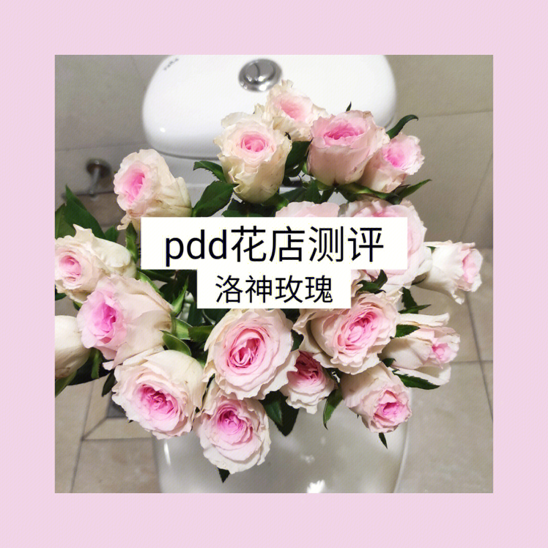 花蝴蝶免费观看全集_花吱_花的图片大全大图