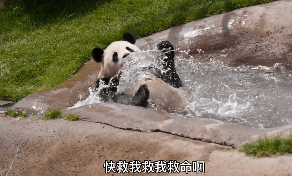 视频熊猫头特效怎么弄_视频熊猫视频_熊猫视频
