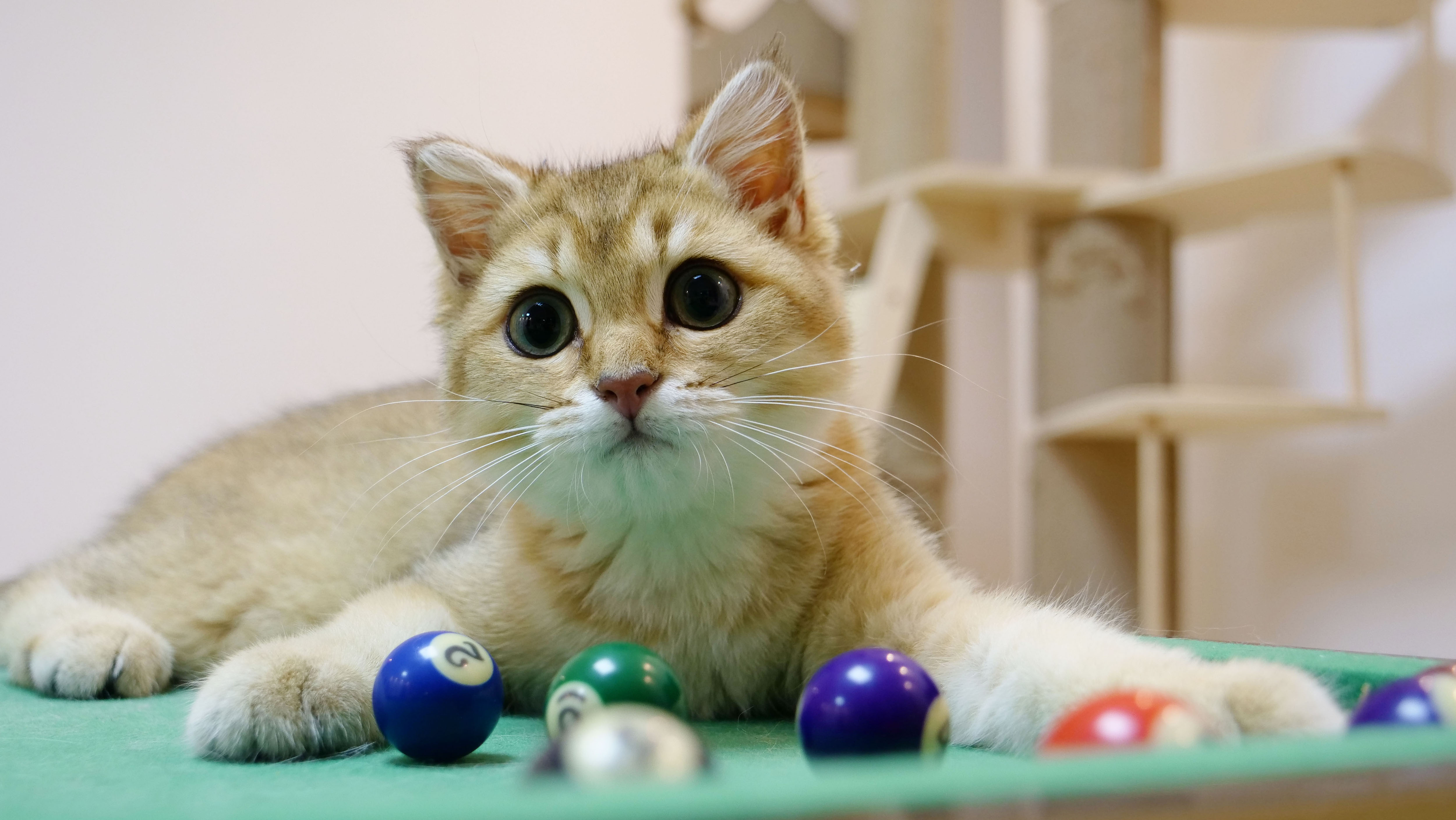 猫咪视频官方官网_猫咪视频中心_视频猫咪官网官方网站