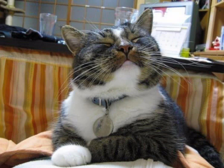视频猫咪官网官方网站_猫咪视频官方官网_猫咪视频中心