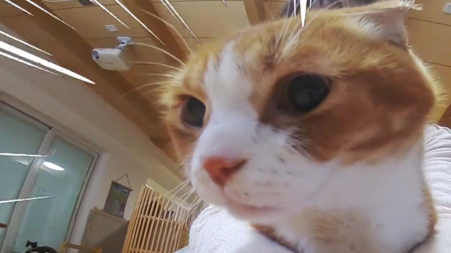 猫咪视频官方官网_猫咪视频中心_视频猫咪官网官方网站
