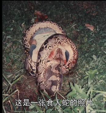 蟒鞭_蟒鞭_蟒鞭