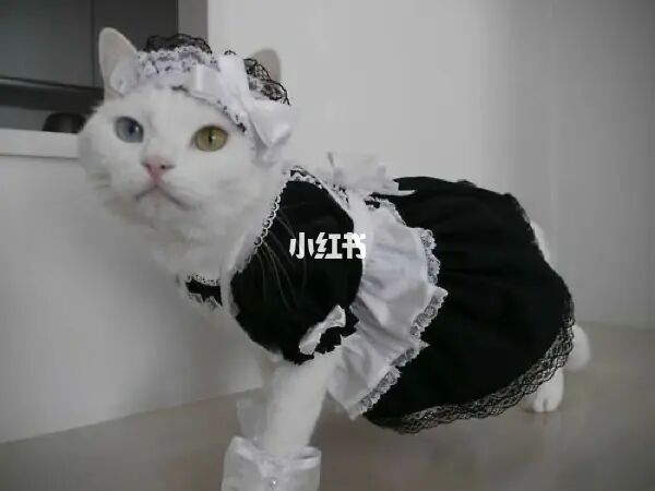 猫咪视频破解版app官网下载_猫咪社区app官网_长虹官网商城官网app