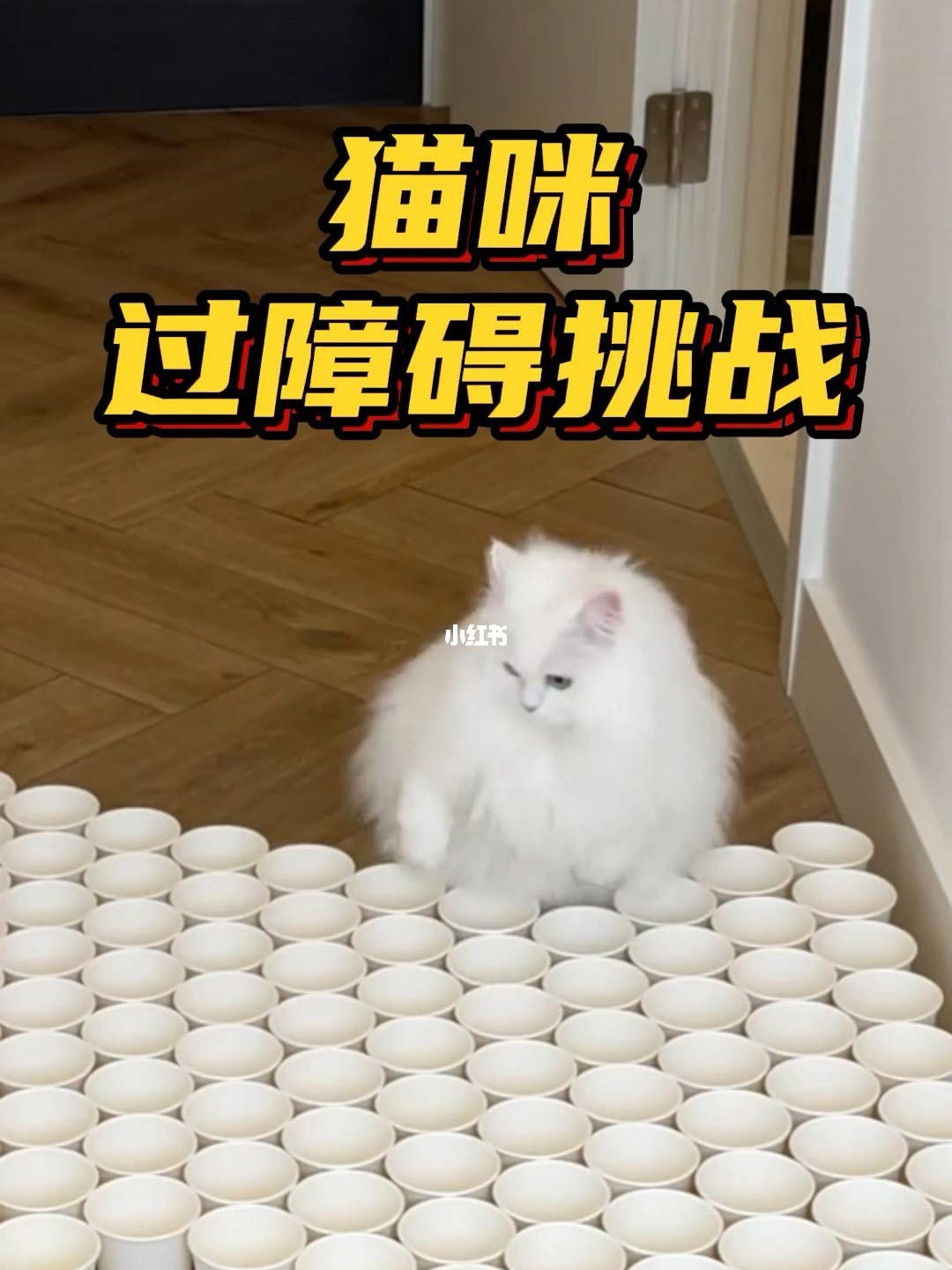猫咪破解版_猫咪破解版_猫咪破解版