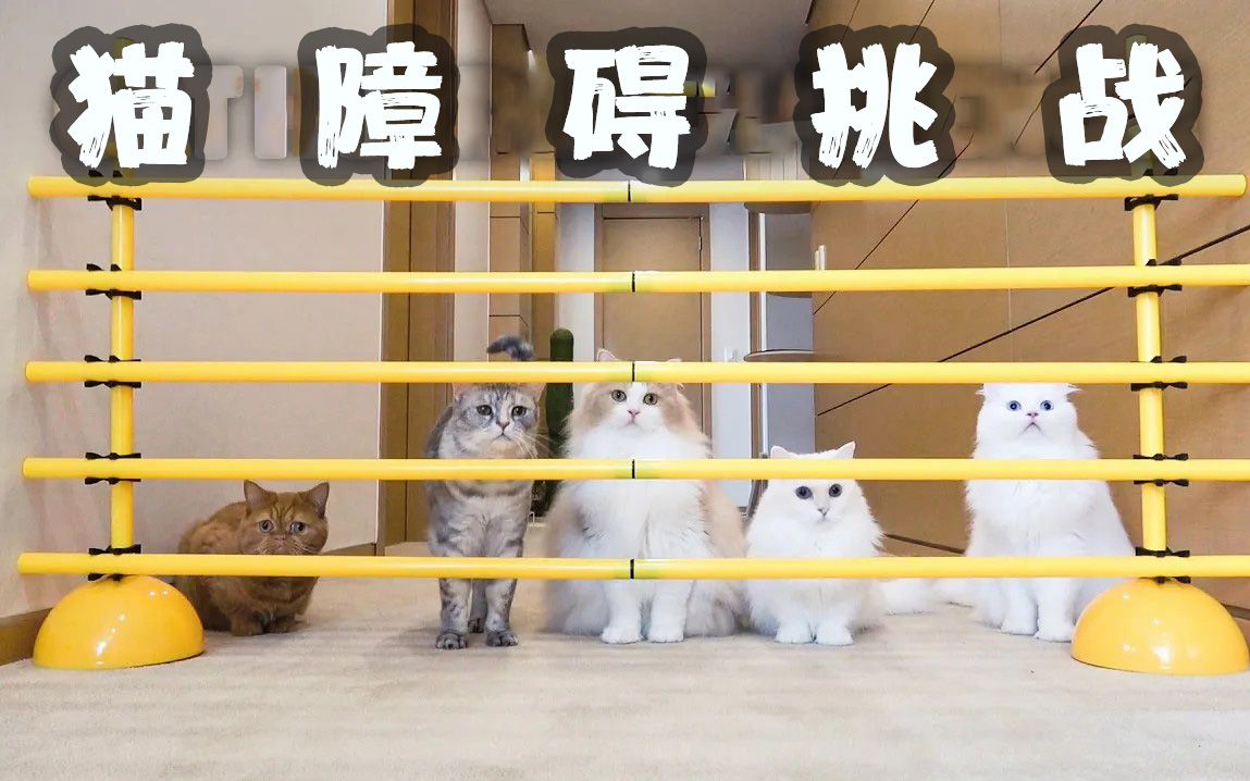 猫咪破解版_猫咪破解版_猫咪破解版