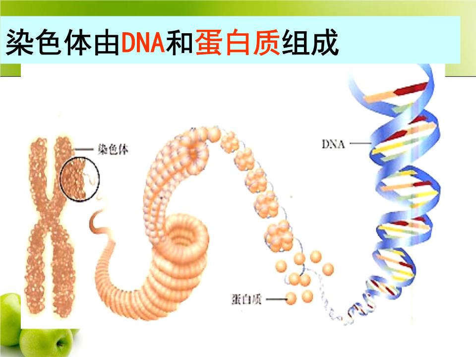 生命次第之美_生命次元分析_第二次生命