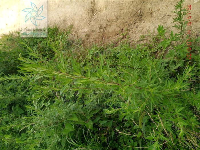 魁蒿_魁蒿图片_魁蒿叶