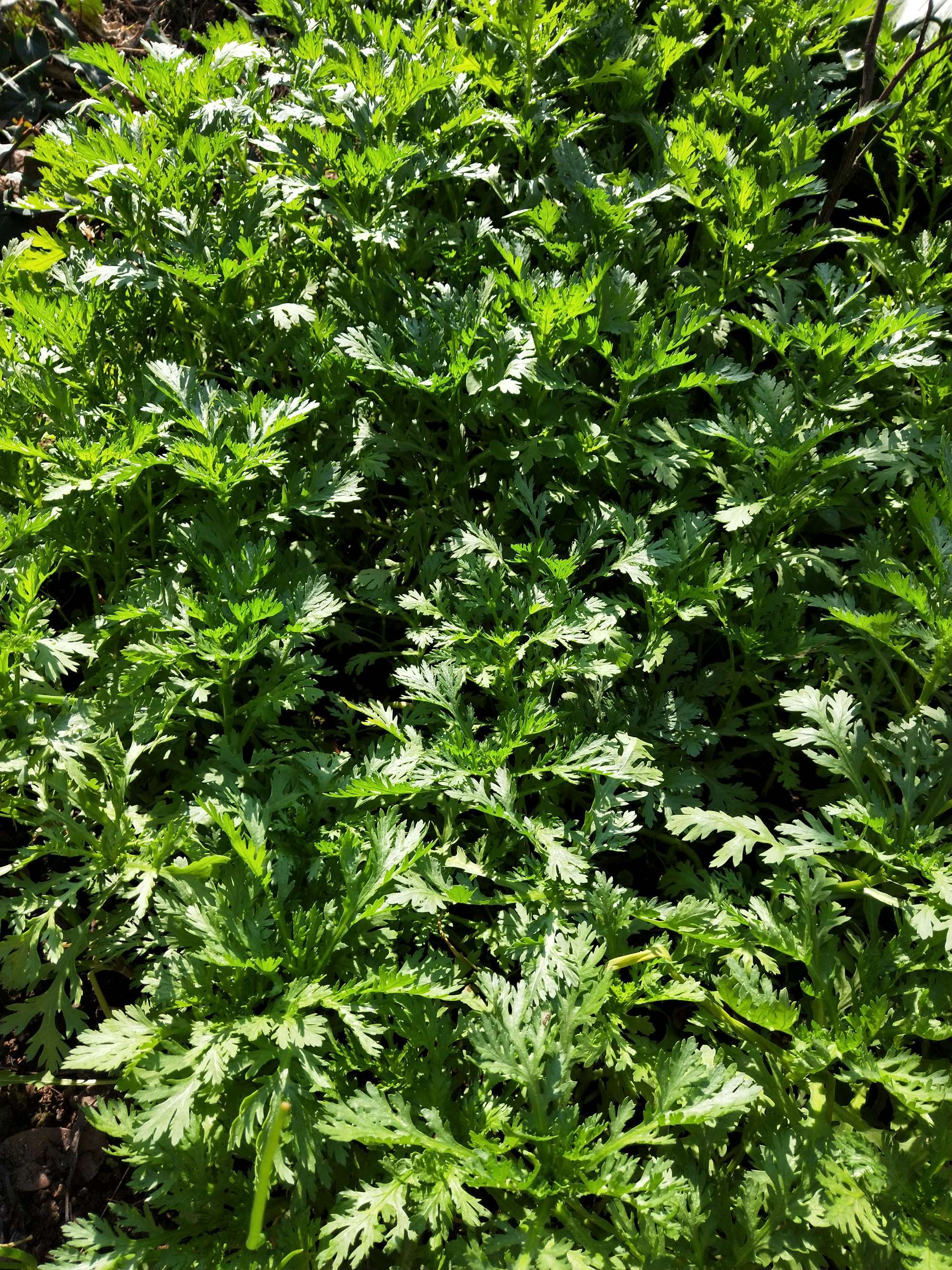 魁蒿_魁蒿图片_魁蒿叶