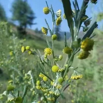 魁蒿图片_魁蒿_魁蒿叶