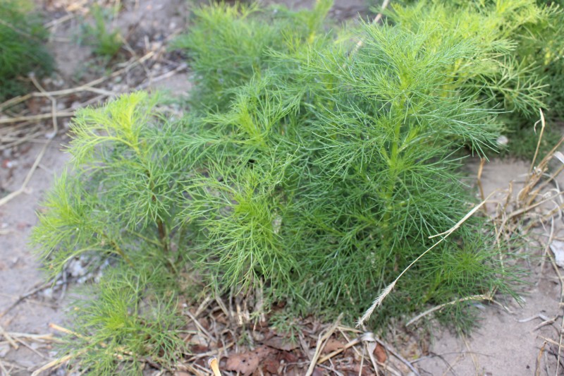 魁蒿叶_魁蒿图片_魁蒿