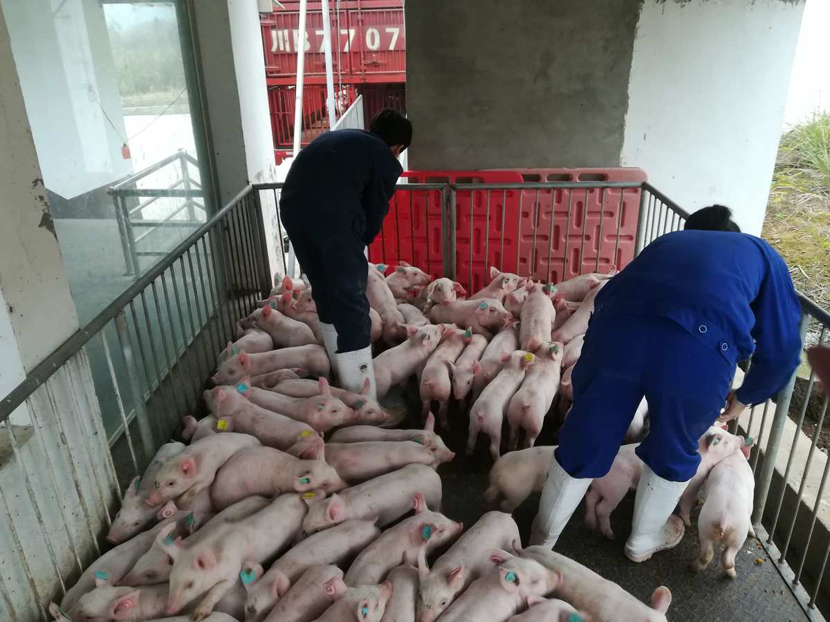 欢乐养猪场赚钱版赚钱是真的吗_欢乐养猪场赚钱版下载_欢乐养猪场提现是真的吗